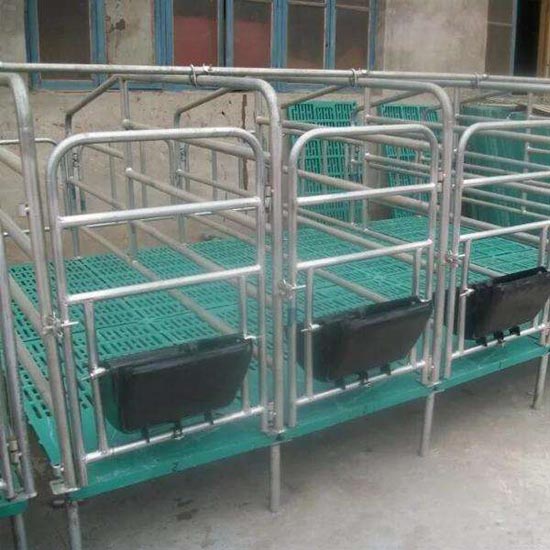 Pig Gestation pen