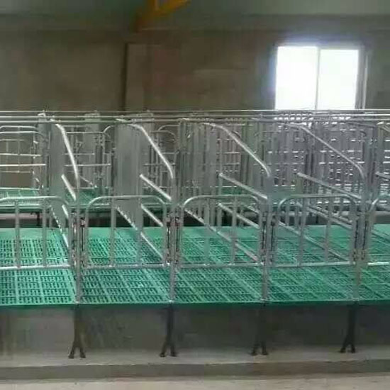 Pig Gestation pen